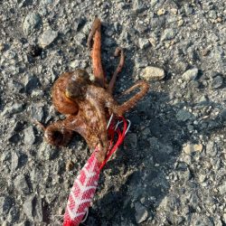 3年振りのタコ！