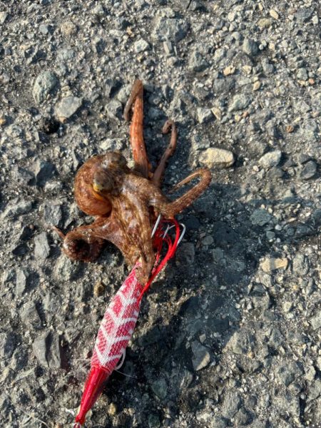 3年振りのタコ！