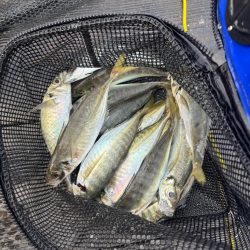 久しぶりのはとう渡船さん