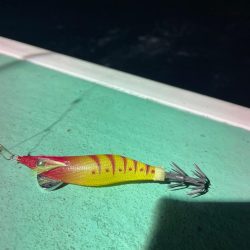 ナイトバチコンアジング&イカメタル