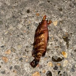 梅雨に入る前の根魚釣り