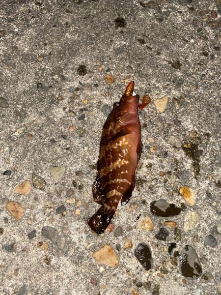 梅雨に入る前の根魚釣り