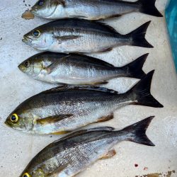 大原沖、LTイサキ