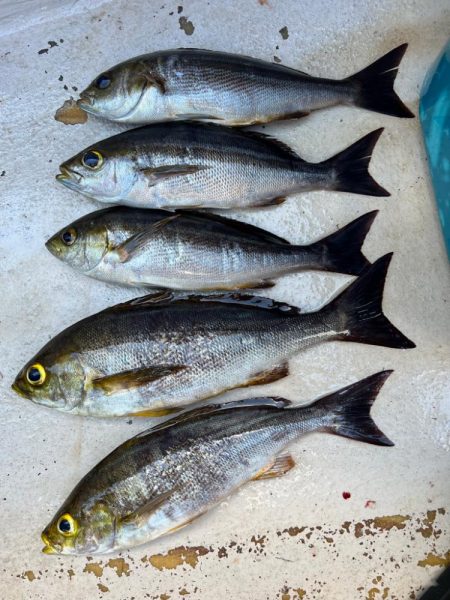 大原沖、LTイサキ