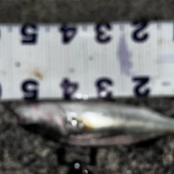 6月初シーバス!!