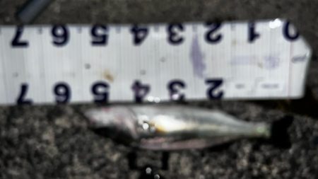 6月初シーバス!!