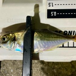 居残り組を釣る!😔