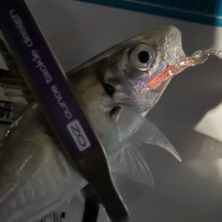 今日も元気にアジ探し