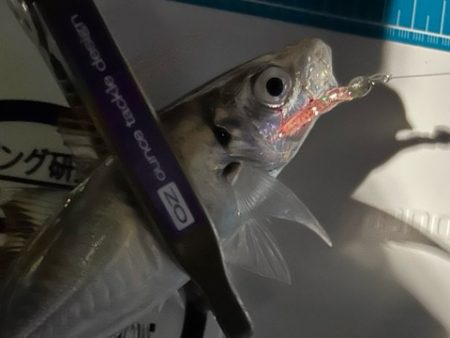 今日も元気にアジ探し