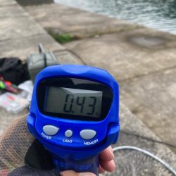 春はコウイカ続きの中、港で釣れた泣ける一杯