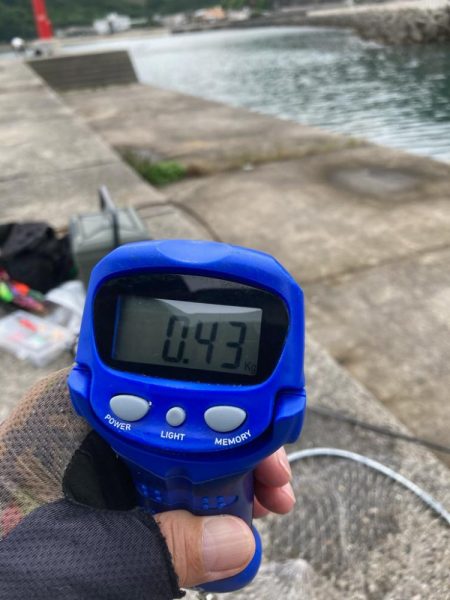 春はコウイカ続きの中、港で釣れた泣ける一杯