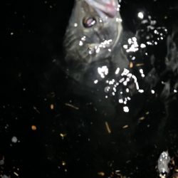 長めのフォール!!4つ目のバイブレーションの使い方