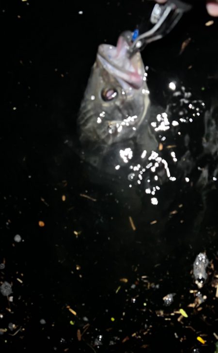 長めのフォール!!4つ目のバイブレーションの使い方