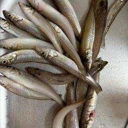 キス、イカ調査