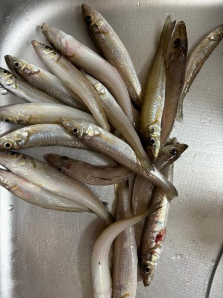 キス、イカ調査