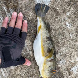 安定して釣れてました