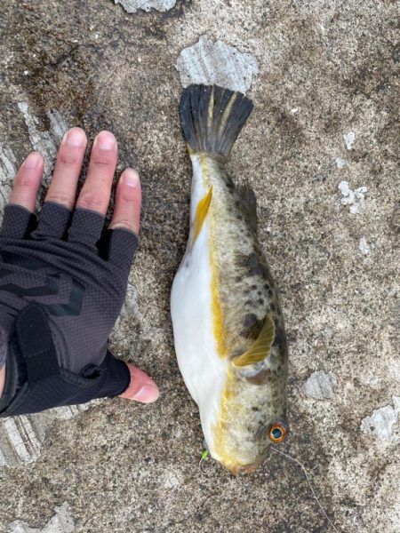 安定して釣れてました