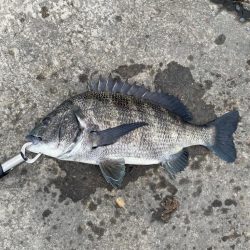 暴風のチヌ釣り