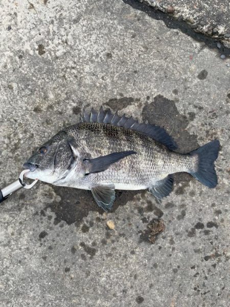 暴風のチヌ釣り