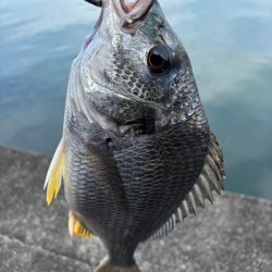 ヘチってきました