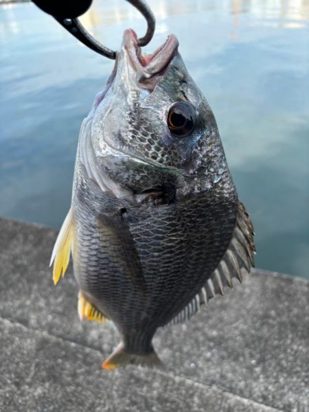 ヘチってきました