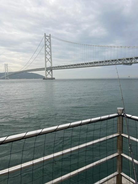 サビキと大サバ調査