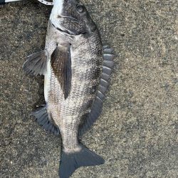 チヌやセイゴの活性高いです！