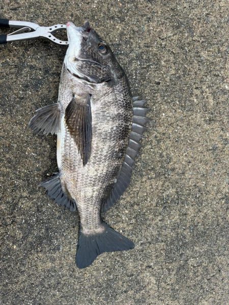 チヌやセイゴの活性高いです！