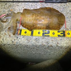 今季4杯目のアオリ🦑＼(^-^)／