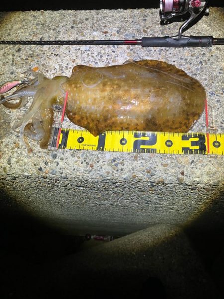 今季4杯目のアオリ🦑＼(^-^)／