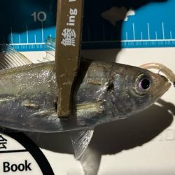 湾奥調査続行中