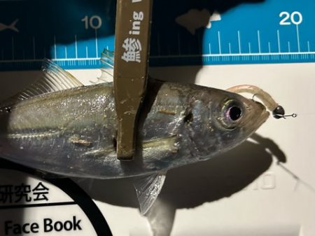 湾奥調査続行中