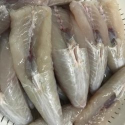 室津のフグ釣り