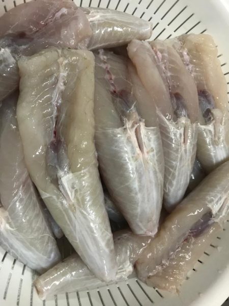 室津のフグ釣り