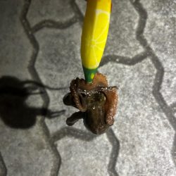 人生初タコ!?🐙