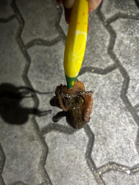 人生初タコ!?🐙