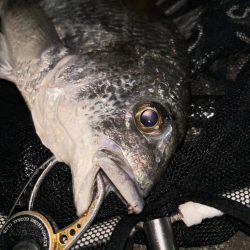 ヘチってきました