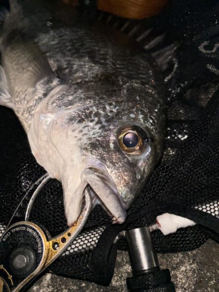 ヘチってきました