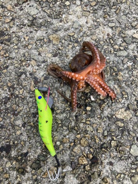 ⭐️サイズアップ求めて