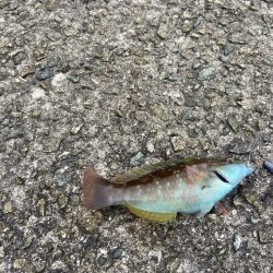 M:I:Ⅳ-シロギスタベラバカリ