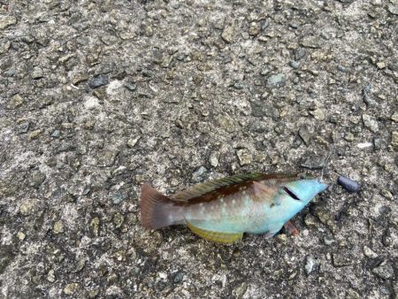 M:I:Ⅳ-シロギスタベラバカリ