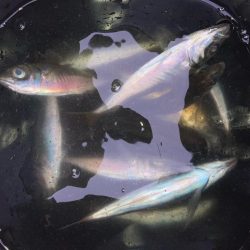 ちょっと様子見のつもりが‼︎