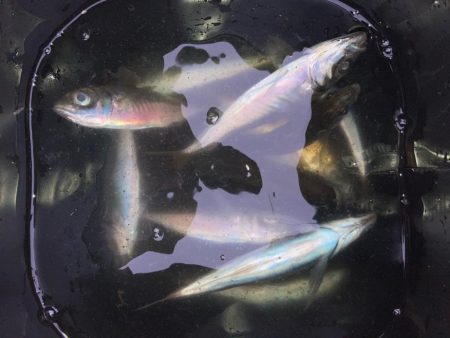 ちょっと様子見のつもりが‼︎…