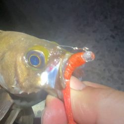 自作グラスジグヘッドのテスト