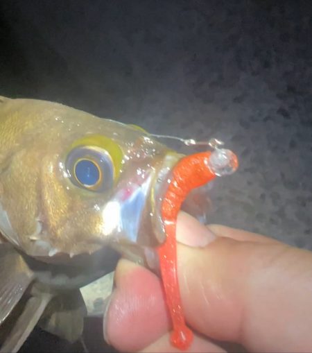 自作グラスジグヘッドのテスト