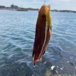 シロギス釣行！