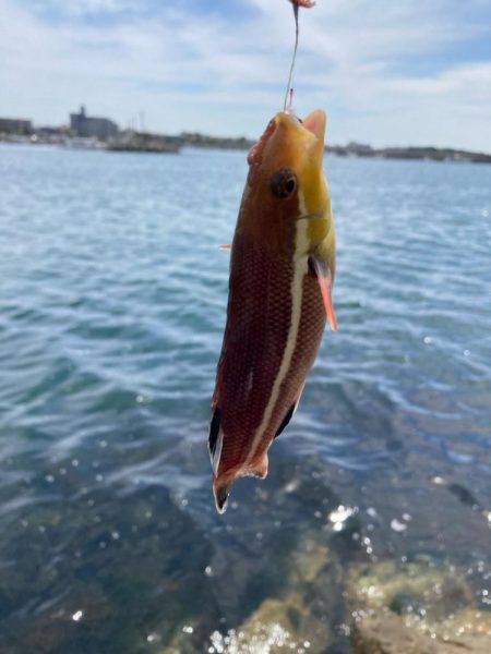 シロギス釣行！