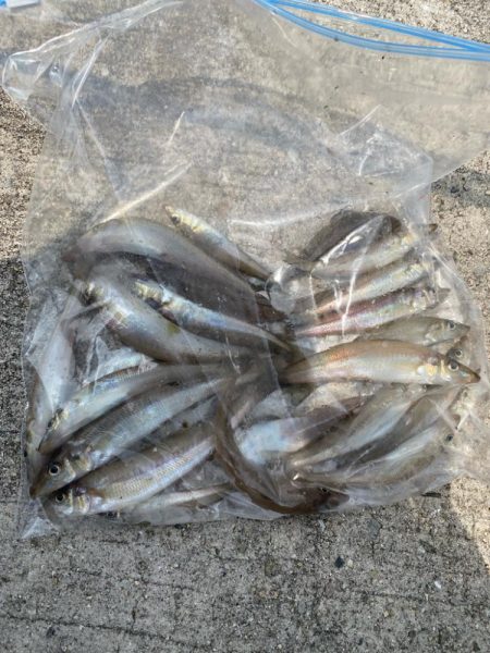 まだまだ小さいです