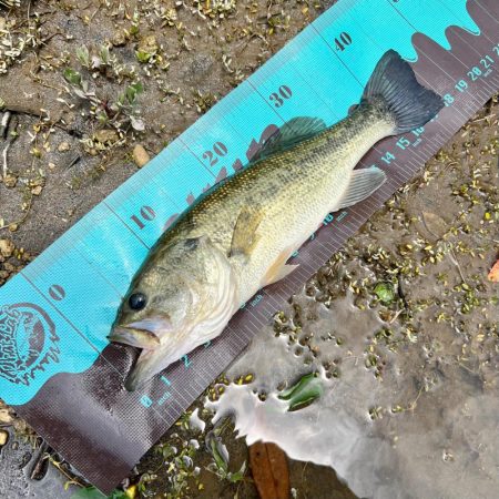 久しぶりのホームレイク