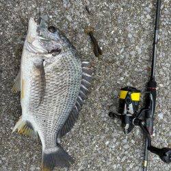 6月6日大潮チニング